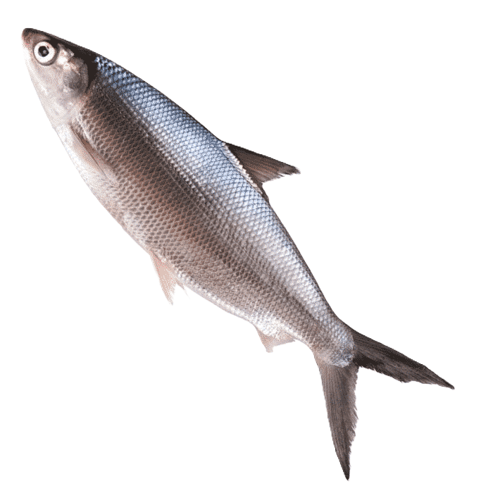 Ikan Bandeng