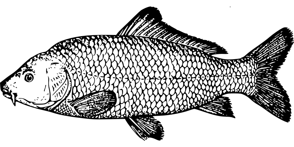 Ikan Mas