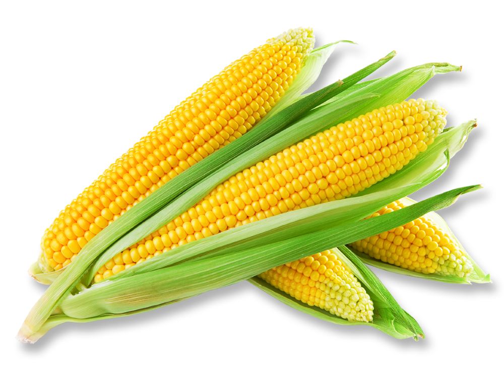 Jagung Manis
