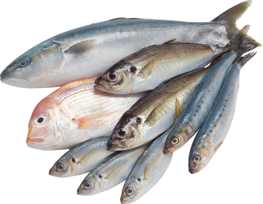 Ikan Segar Tongkol/Tuna/Cakalang