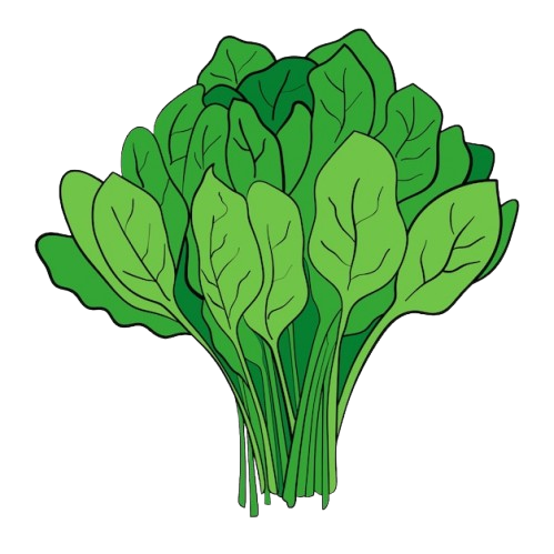 Bayam